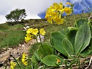 06 Primula auricula (Primula orecchia d'orso)